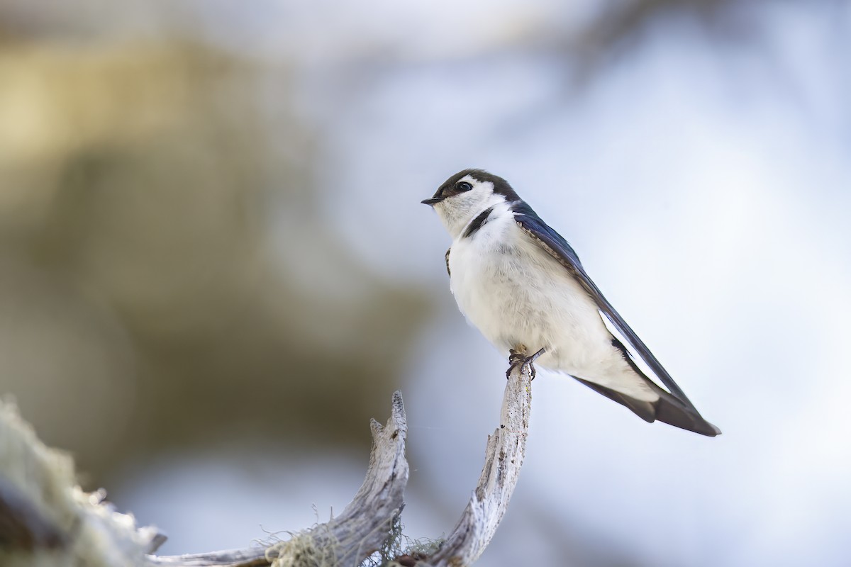 Violet-green Swallow - ML625812180