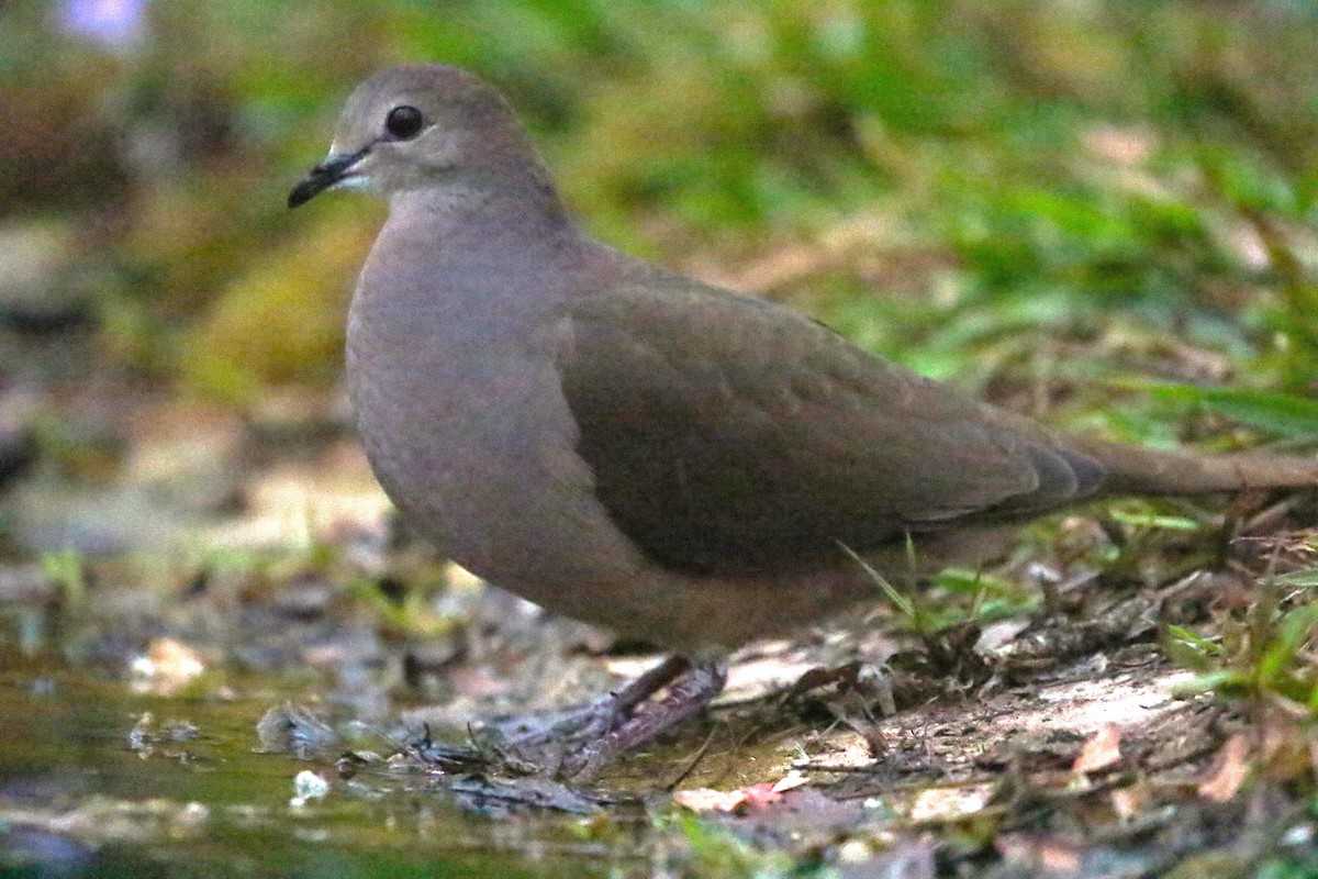 Large-tailed Dove - ML625812220