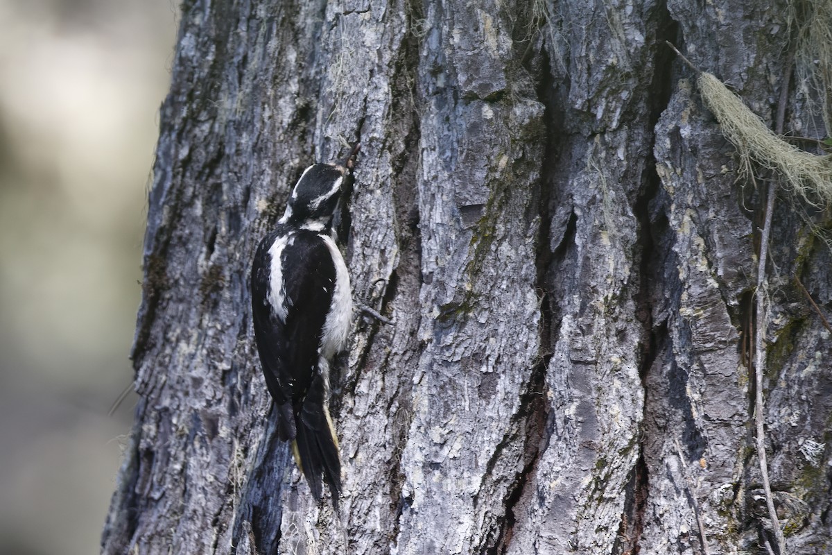 Hairy Woodpecker - ML625812284
