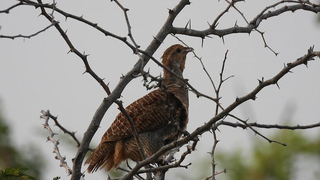 Gray Francolin - ML625812318