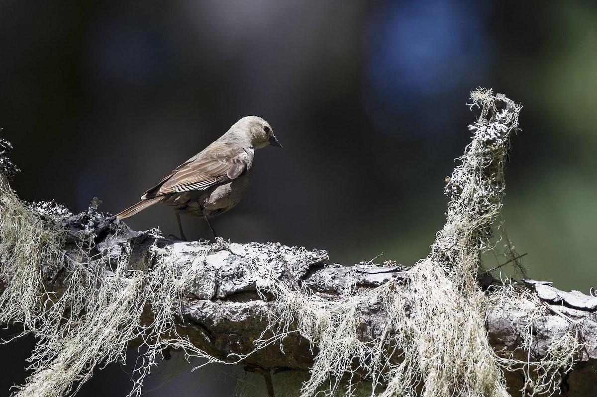 Brown-headed Cowbird - ML625812327