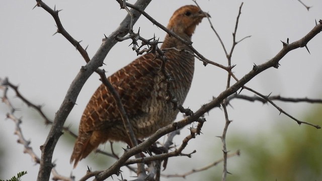 Gray Francolin - ML625812329