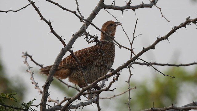 Gray Francolin - ML625812331