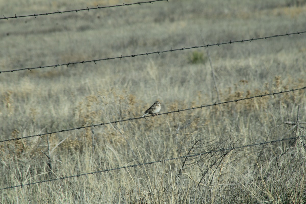 Vesper Sparrow - ML625812368