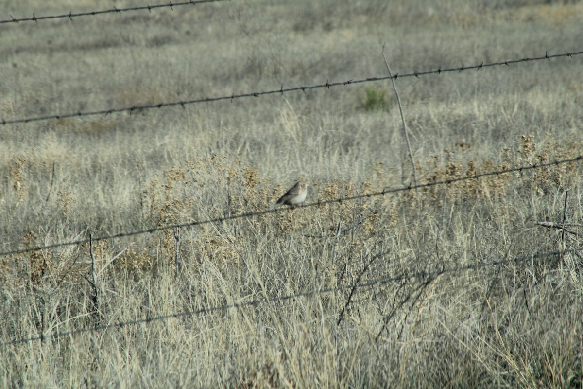 Vesper Sparrow - ML625812369