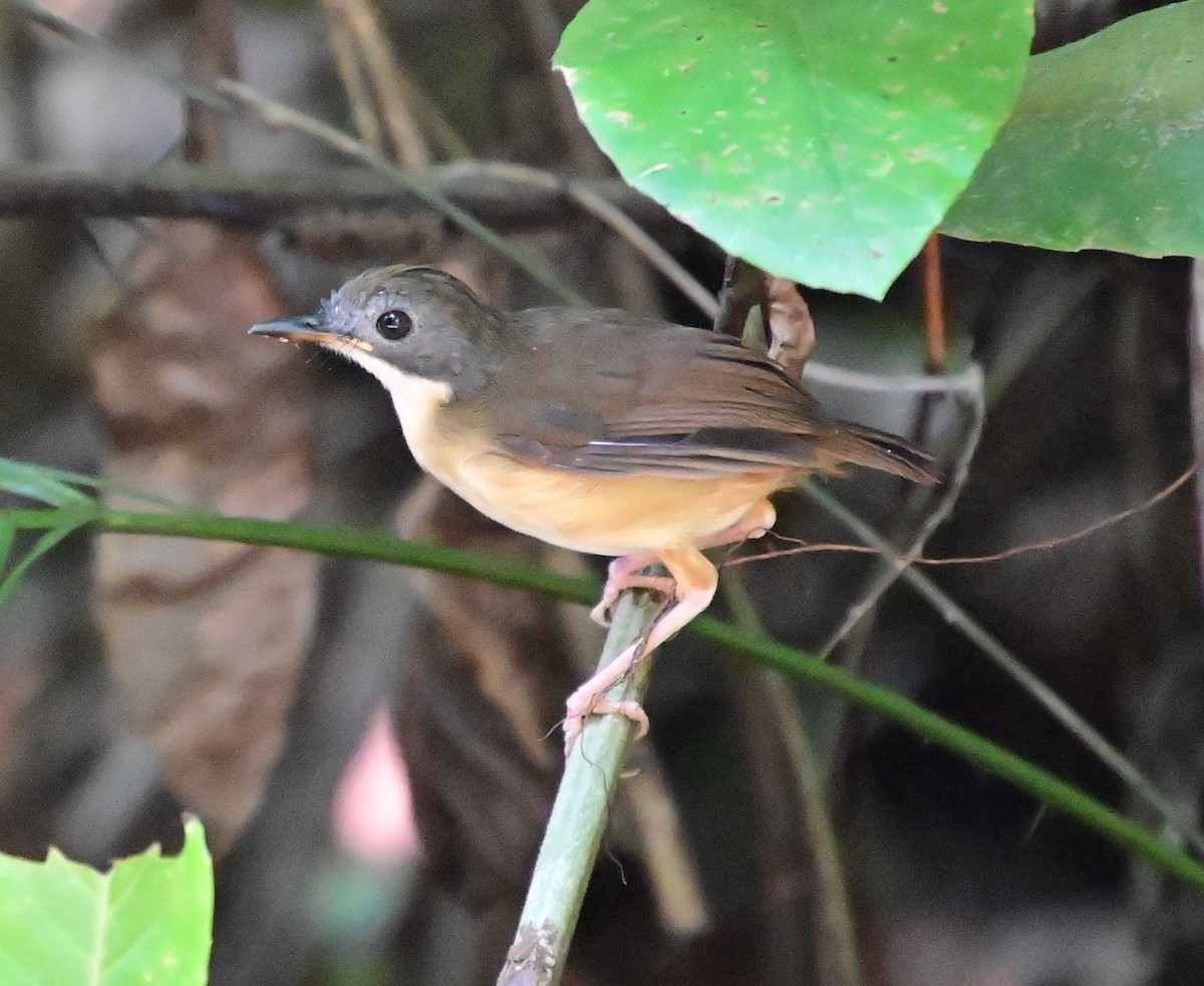 Short-tailed Babbler - ML625812437