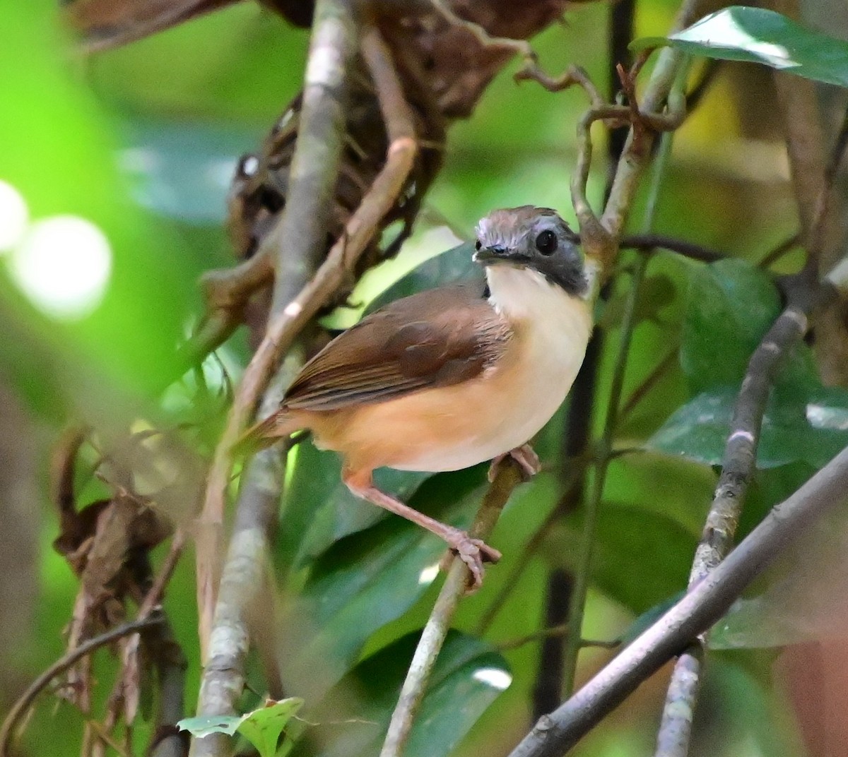 Short-tailed Babbler - ML625812445