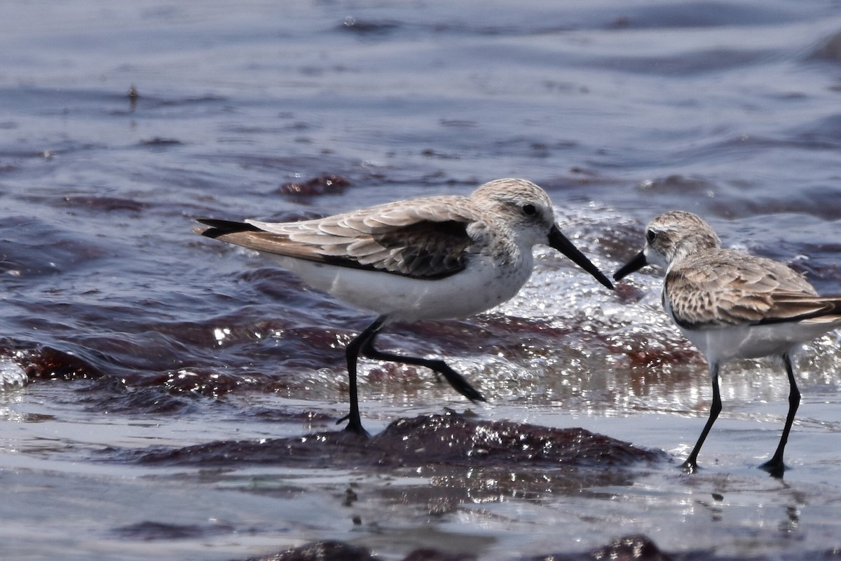 Western Sandpiper - ML625812480