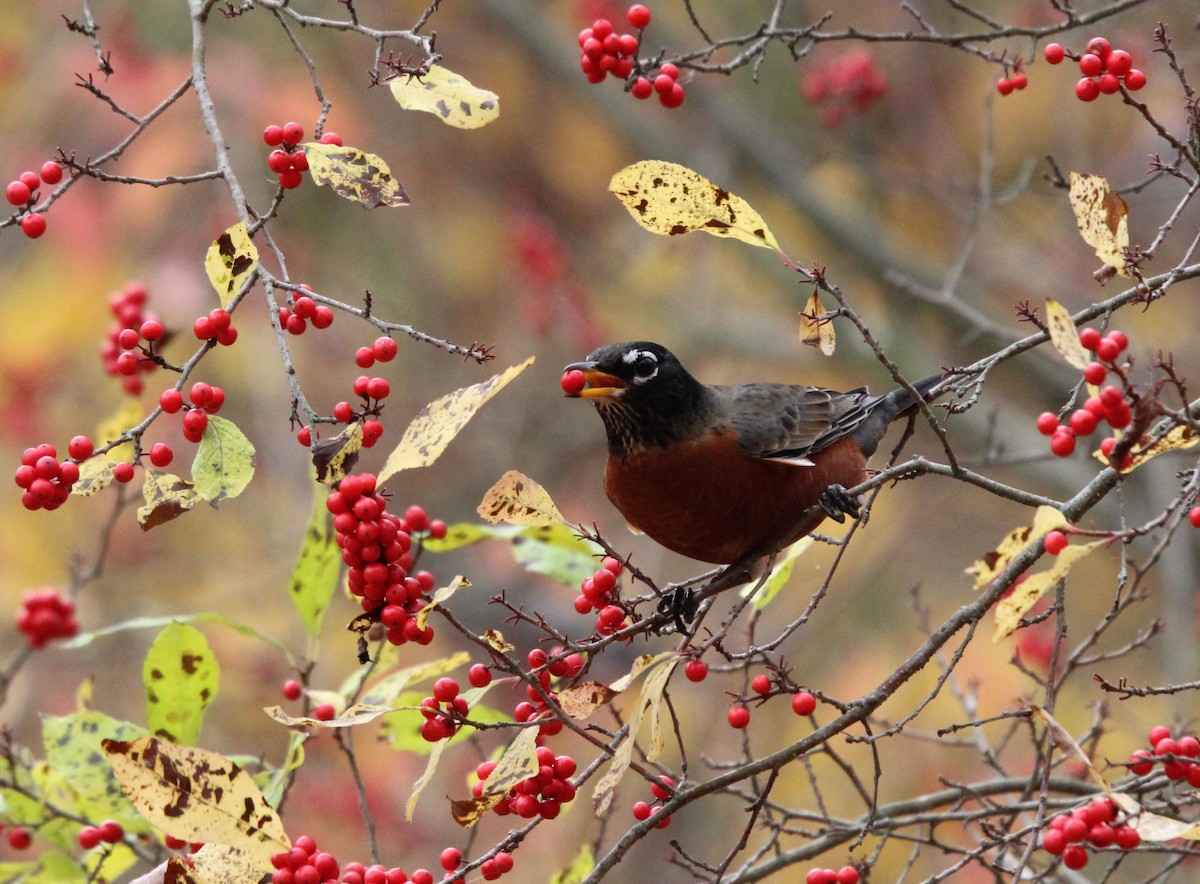 American Robin - ML625812698