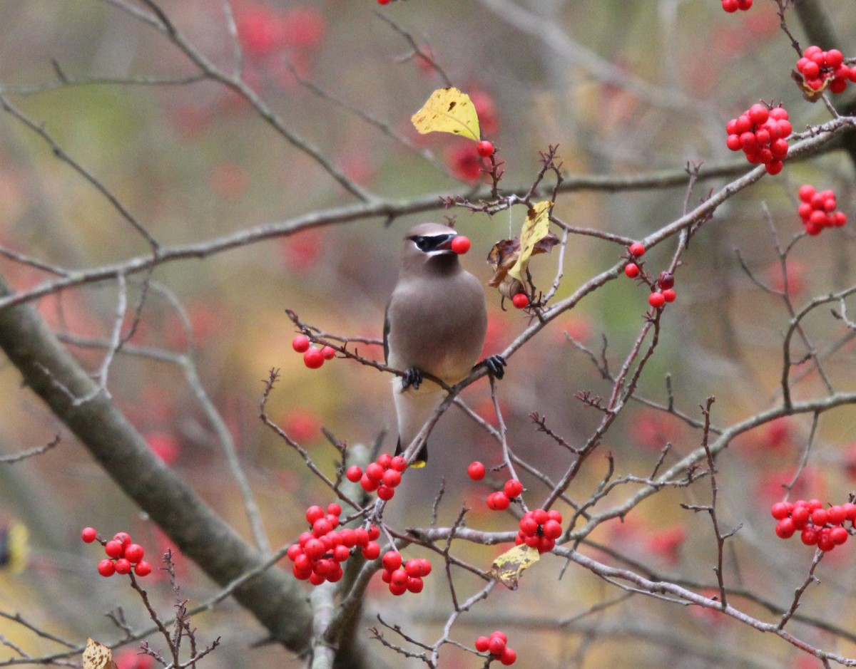 Cedar Waxwing - ML625812728