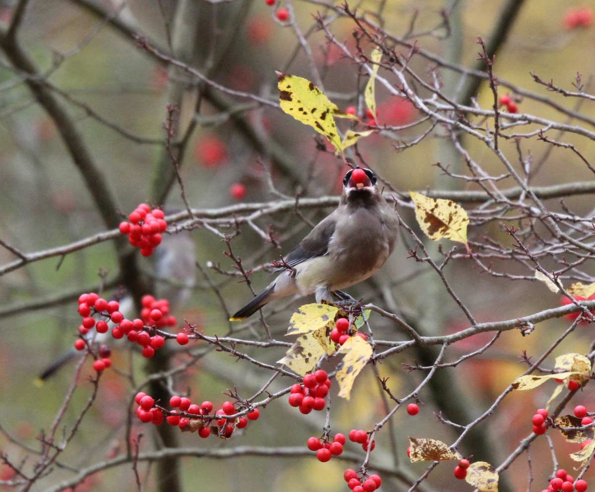 Cedar Waxwing - ML625812729