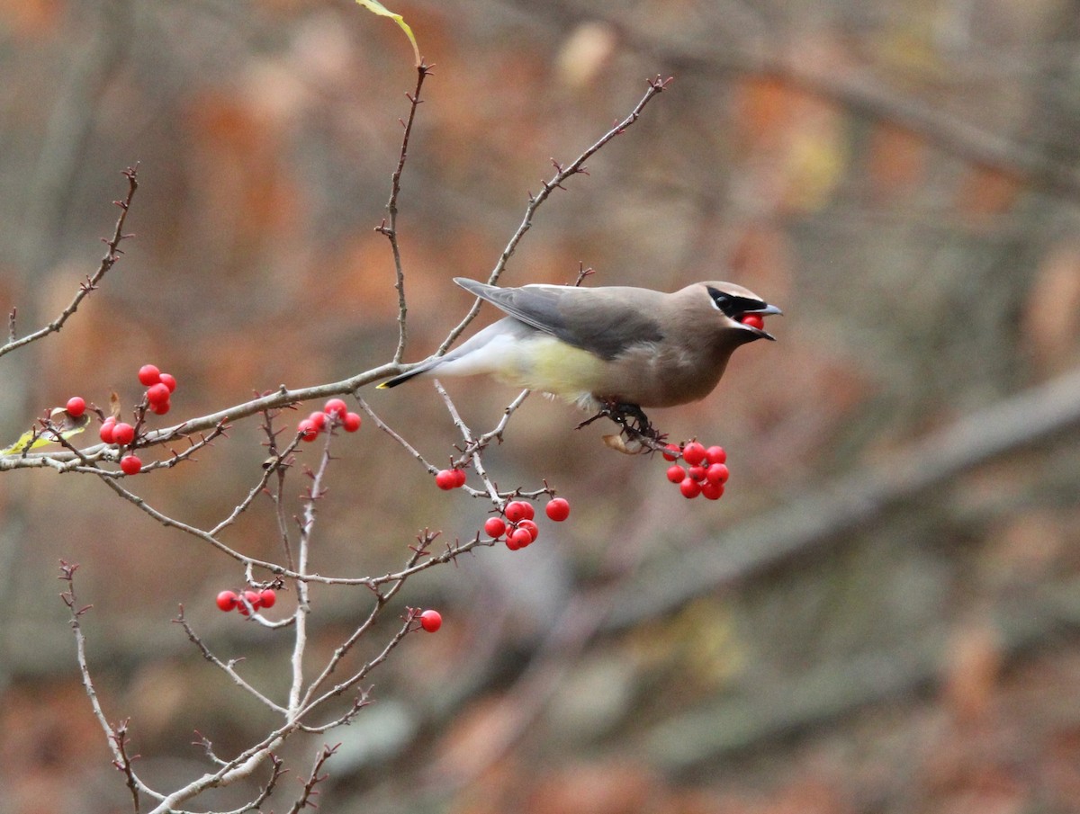Cedar Waxwing - ML625812731