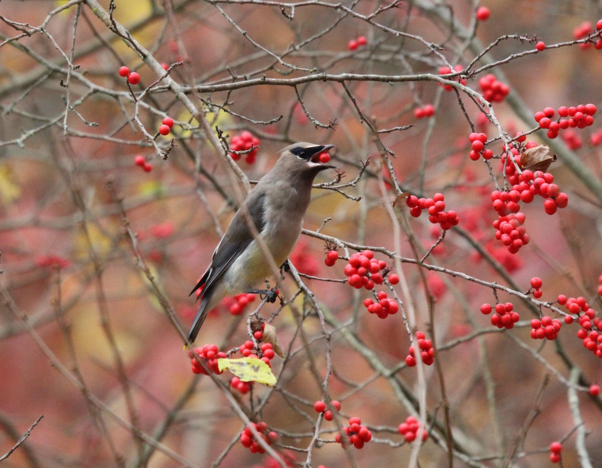 Cedar Waxwing - ML625812732