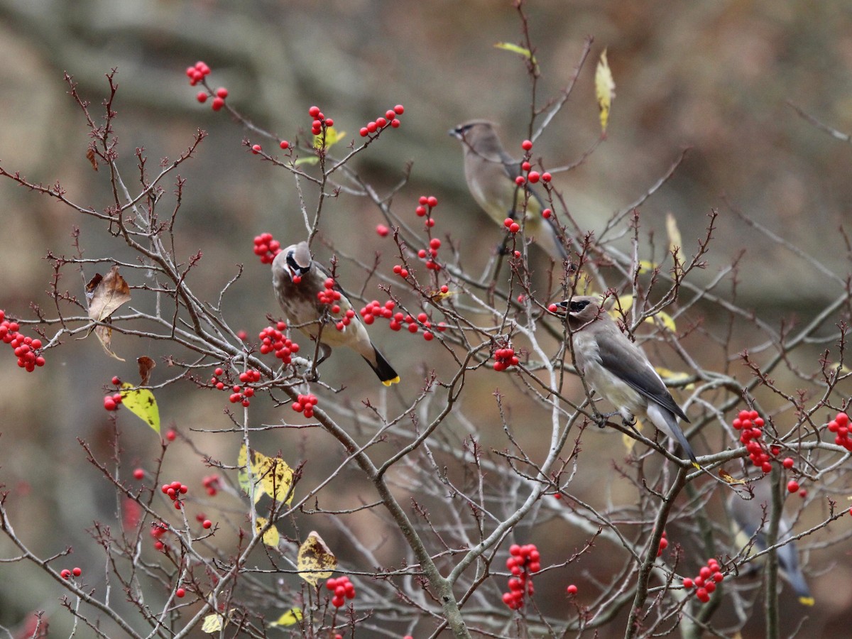 Cedar Waxwing - ML625812742