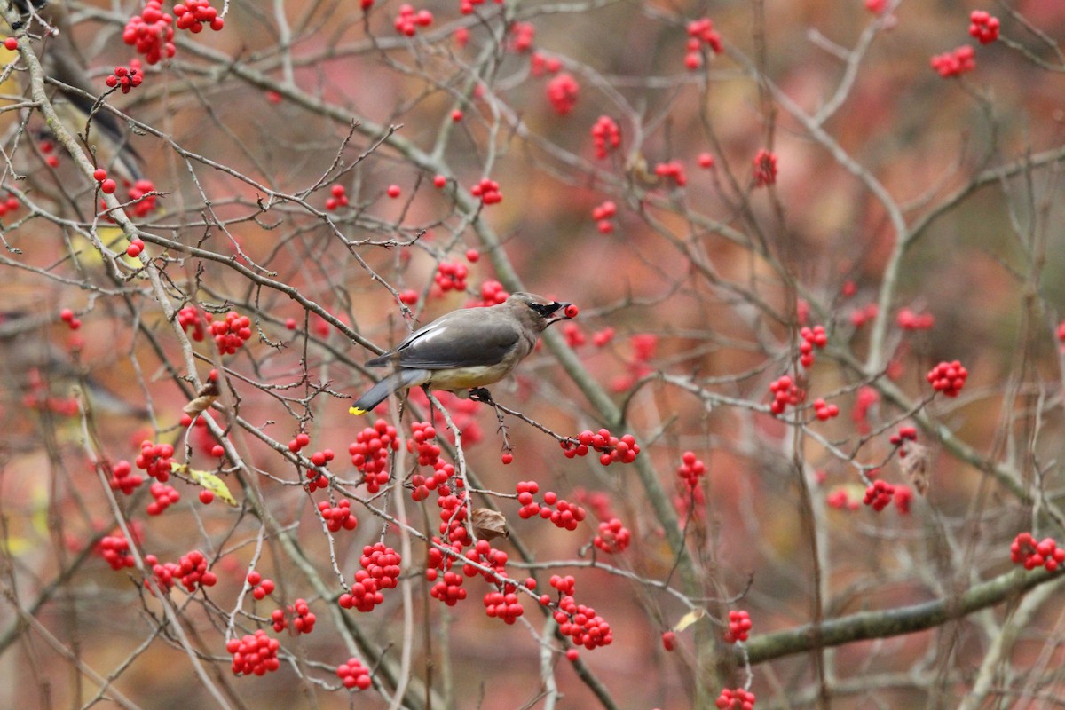 Cedar Waxwing - ML625812743