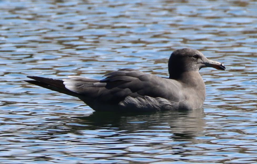 Heermann's Gull - ML625812758