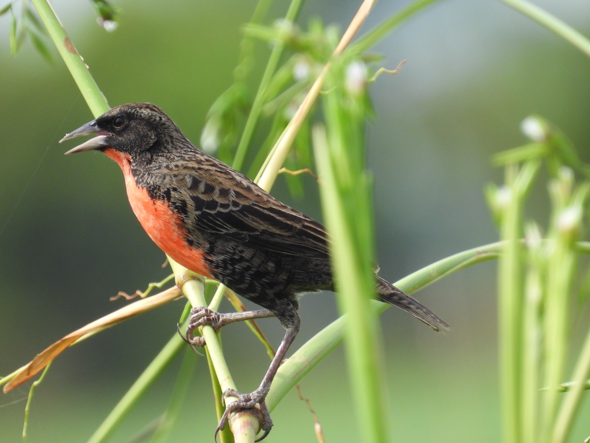 ムネアカマキバドリ - ML625812805