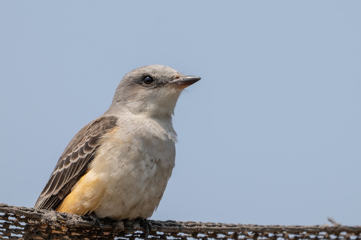 Scissor-tailed Flycatcher - ML625812840