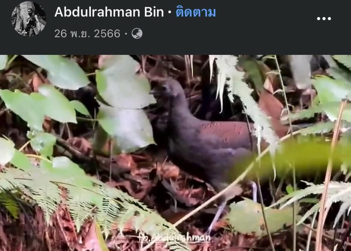 Mountain Peacock-Pheasant - ML625812891