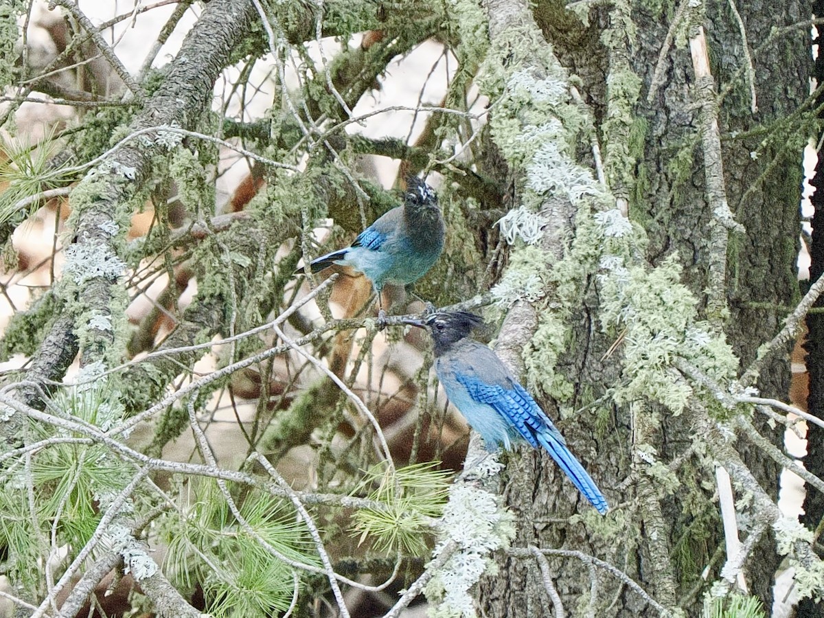 Steller's Jay - ML625813002