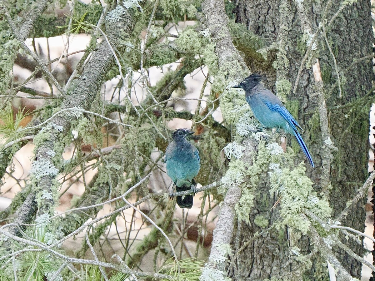 Steller's Jay - ML625813003