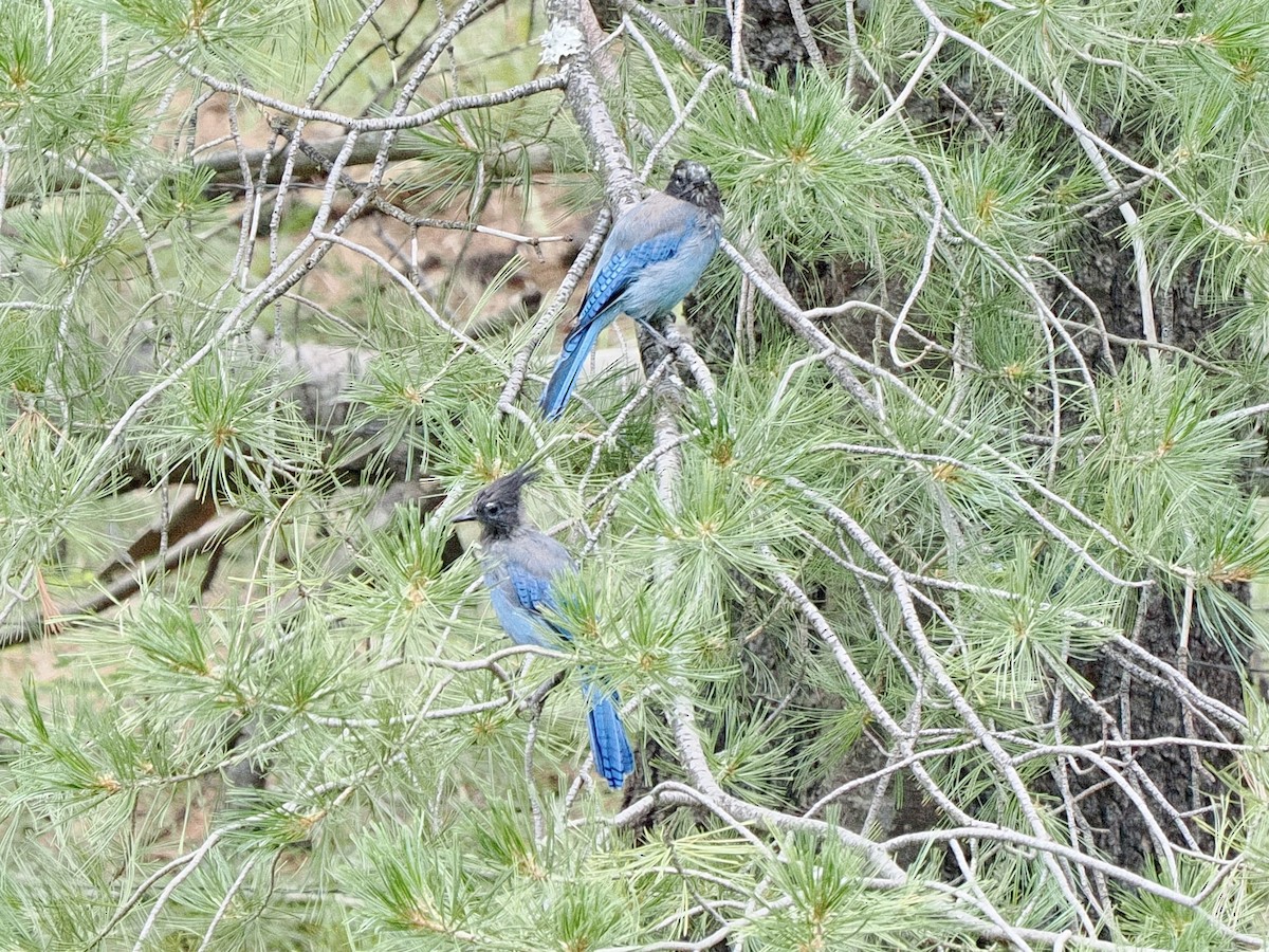 Steller's Jay - ML625813004