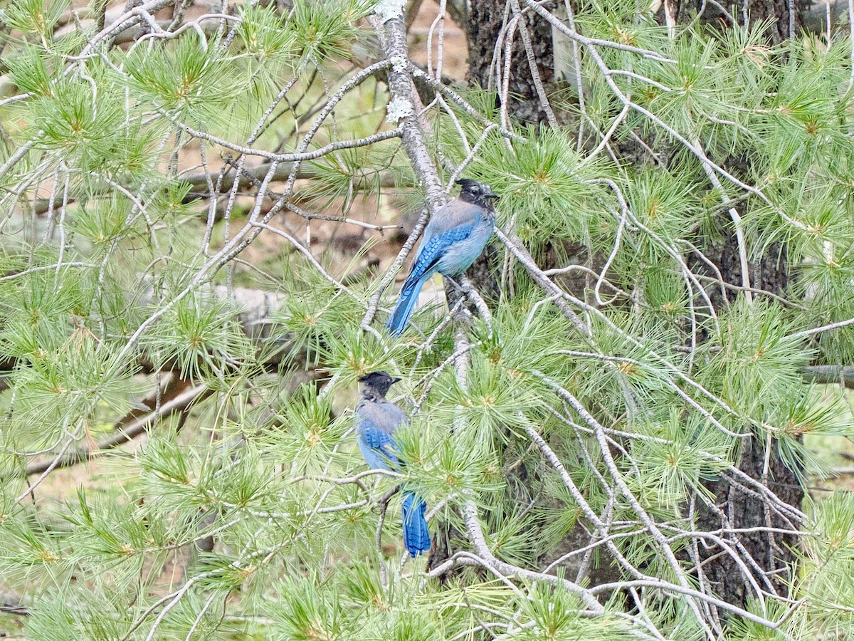 Steller's Jay - ML625813005