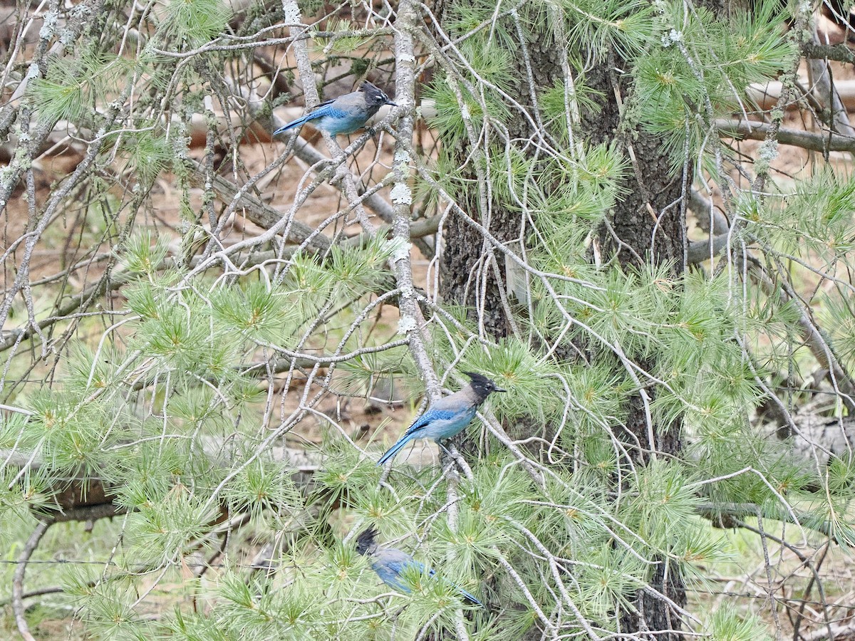 Steller's Jay - ML625813006