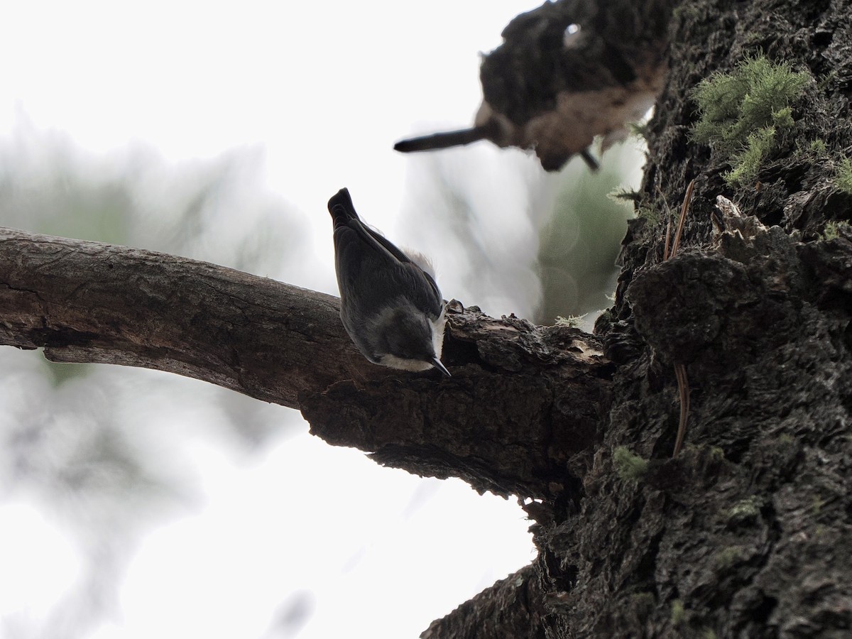 Pygmy Nuthatch - ML625813049