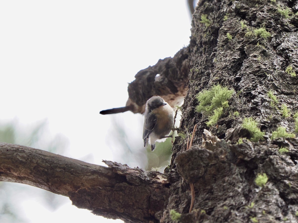 Pygmy Nuthatch - ML625813050