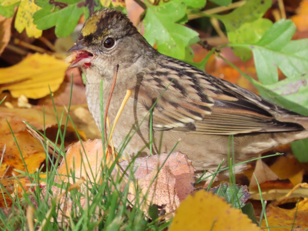 Golden-crowned Sparrow - ML625813205