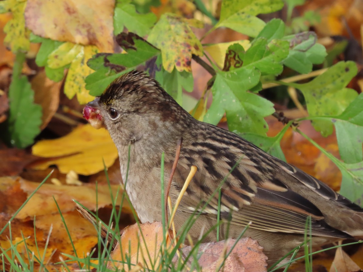 Golden-crowned Sparrow - ML625813206