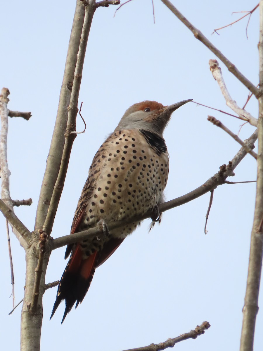 Northern Flicker - ML625813330