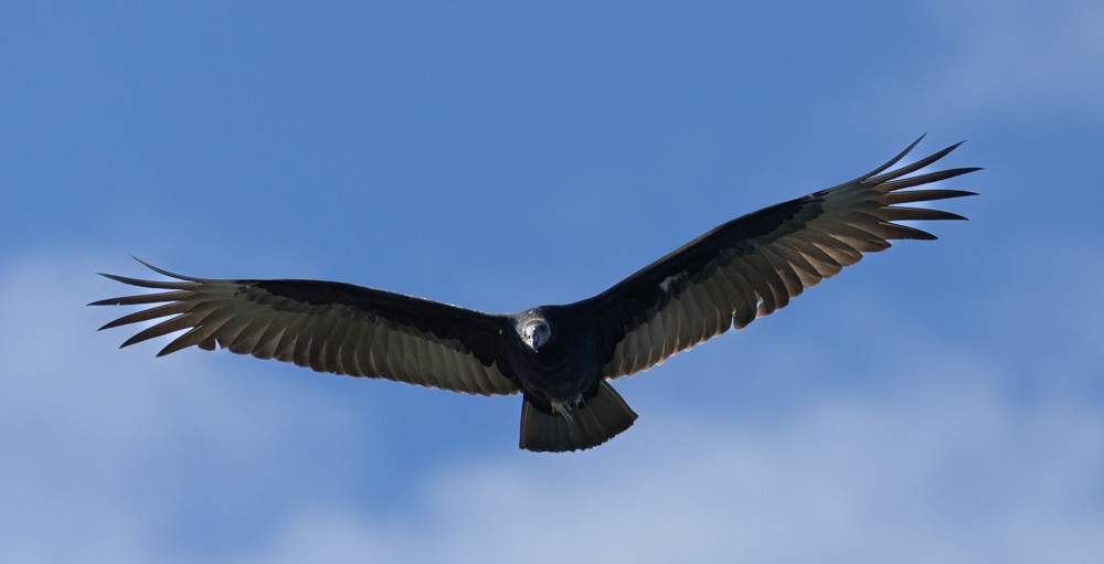 Turkey Vulture - ML625813408