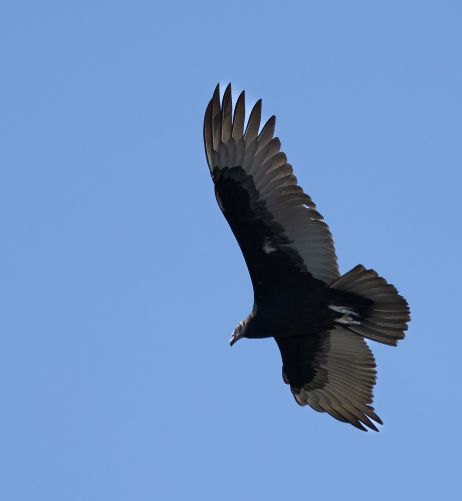 Turkey Vulture - ML625813411