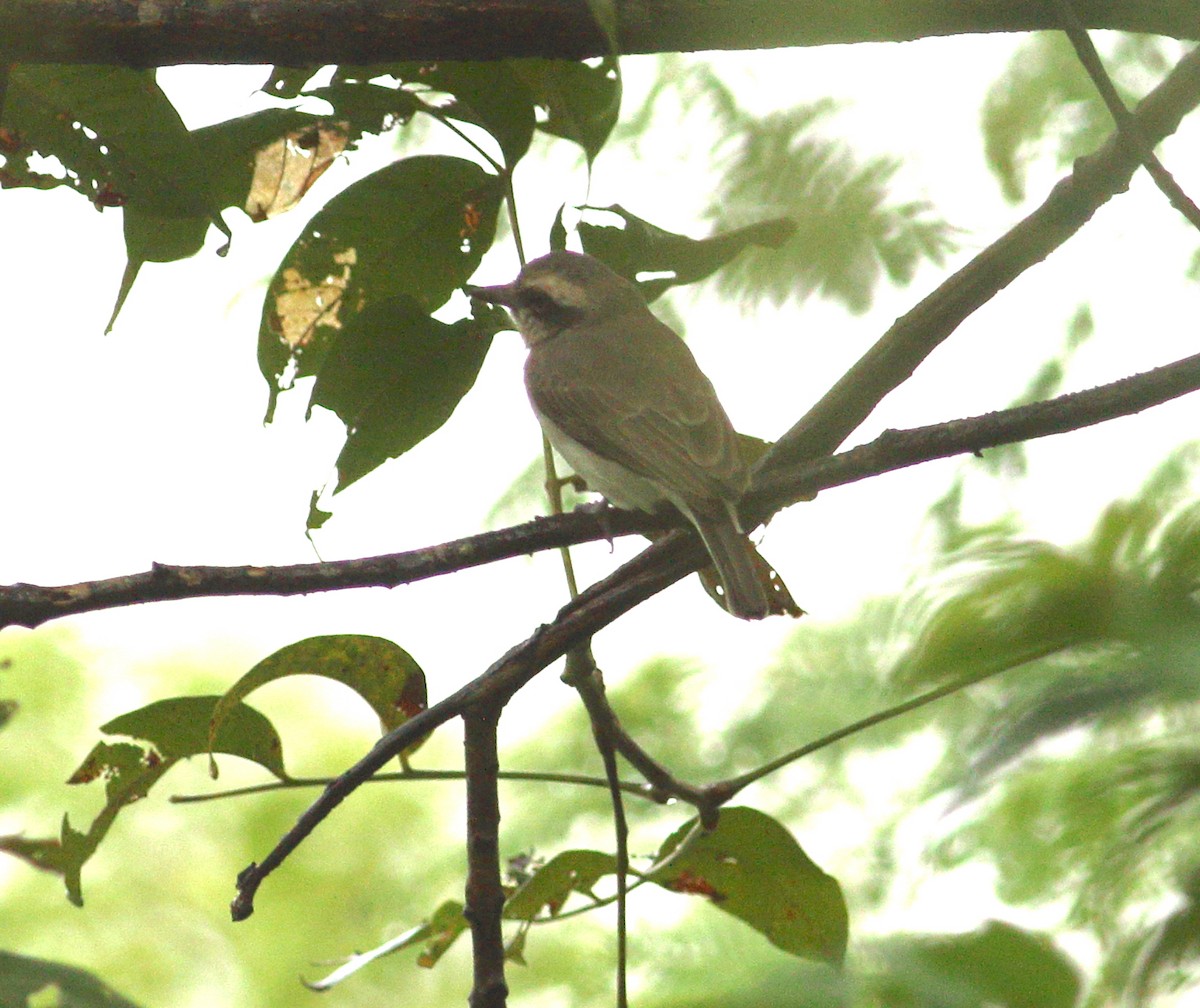 Common Woodshrike - ML625813533