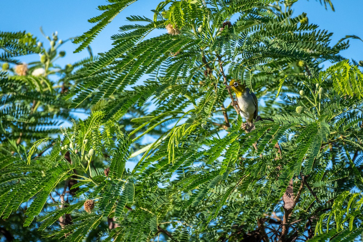 Fiji White-eye - ML625813760