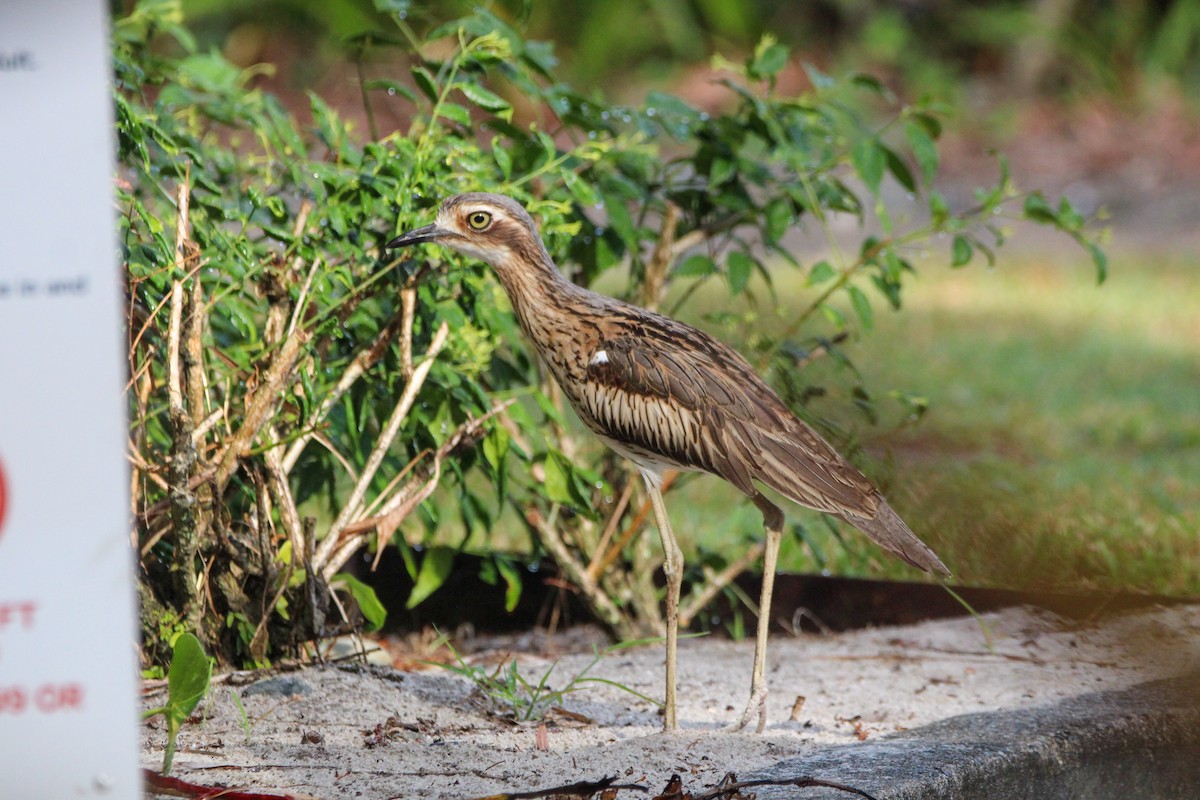 Bush Thick-knee - ML625813774