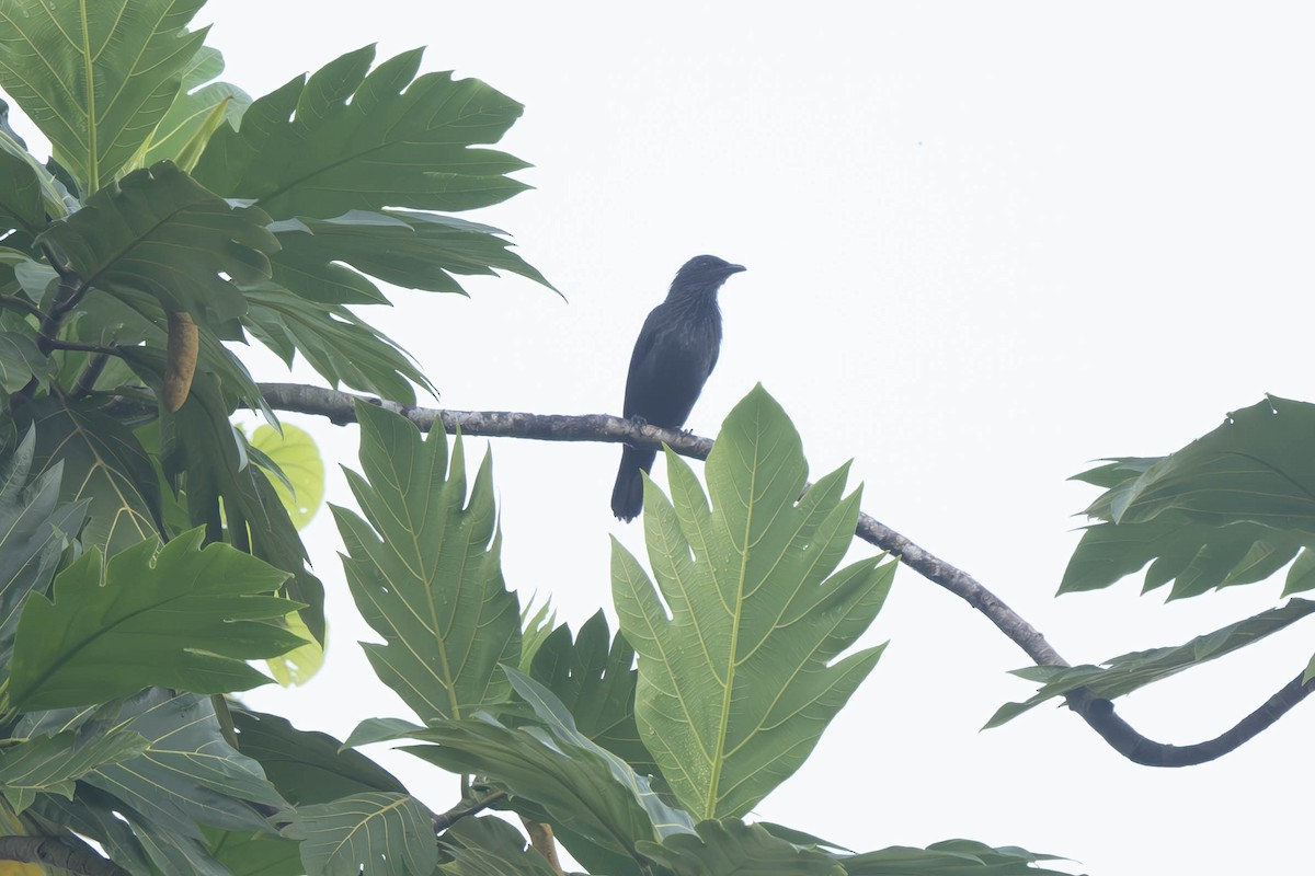 Brown-winged Starling - ML625813836