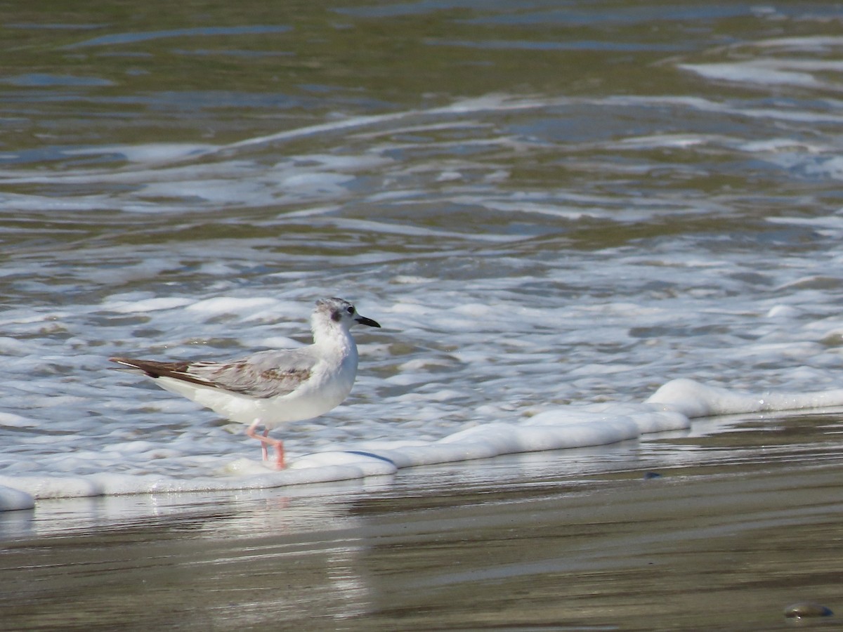 Bonaparte's Gull - ML625813967