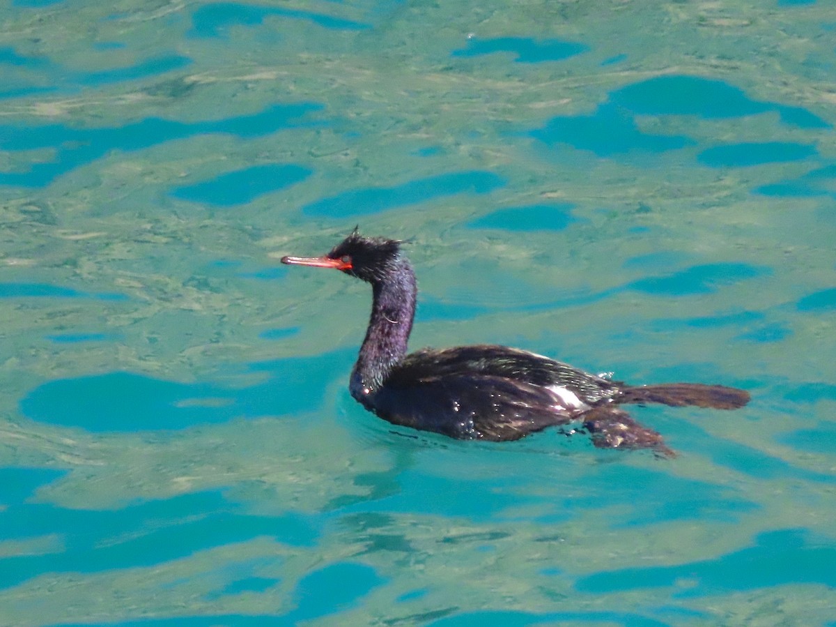 Pelagic Cormorant - ML625814021
