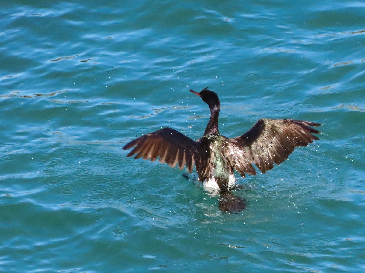 Pelagic Cormorant - ML625814022
