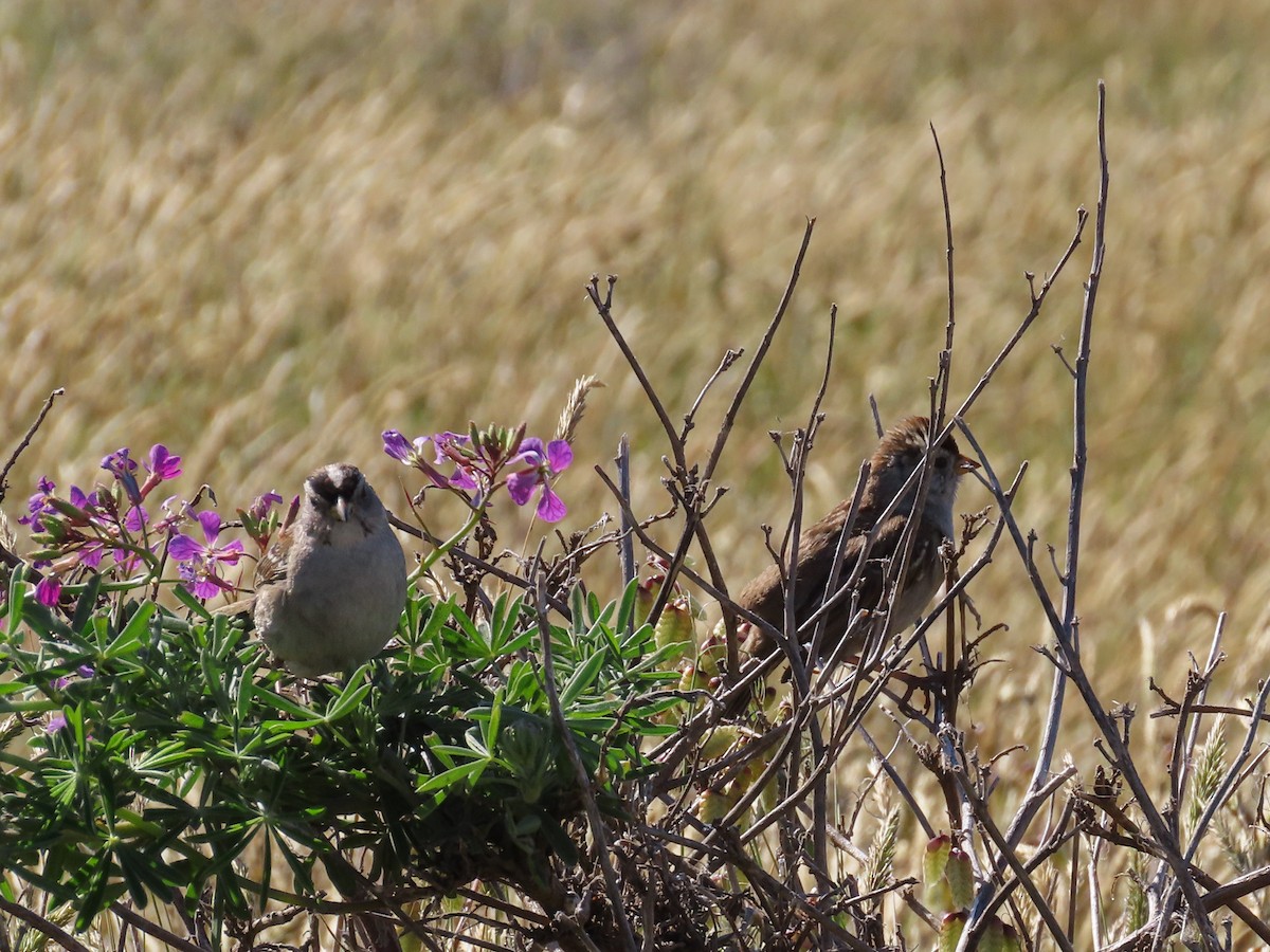 White-crowned Sparrow - ML625814101