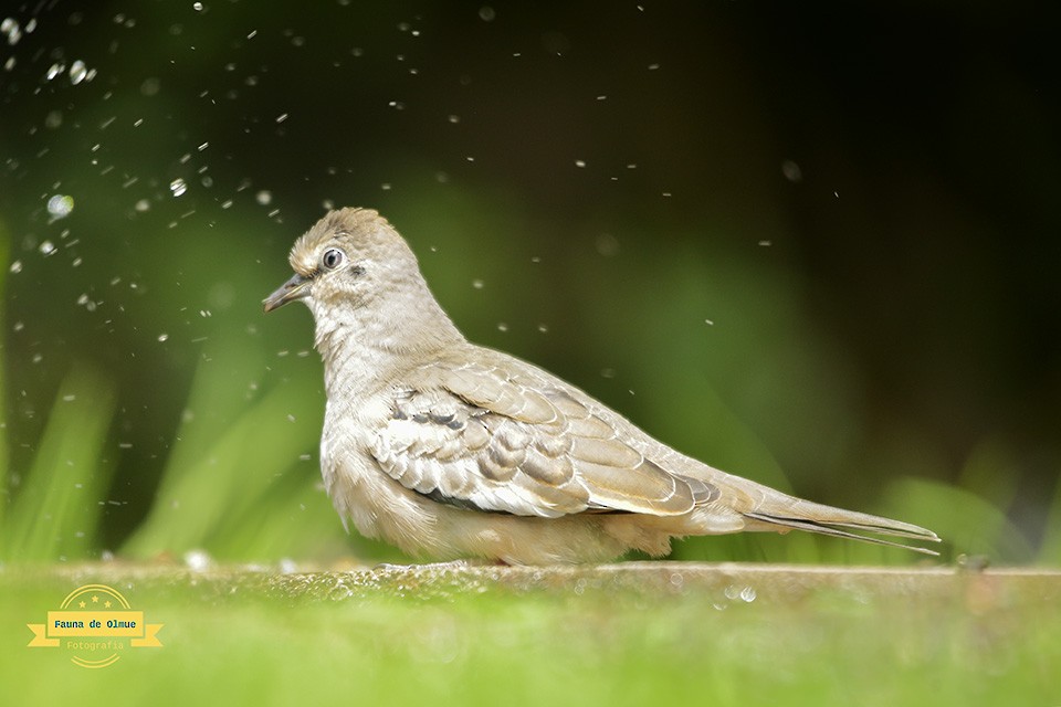Picui Ground Dove - ML625814281