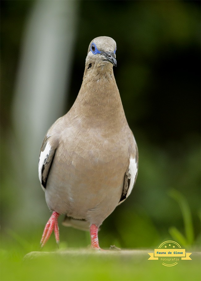 West Peruvian Dove - ML625814284