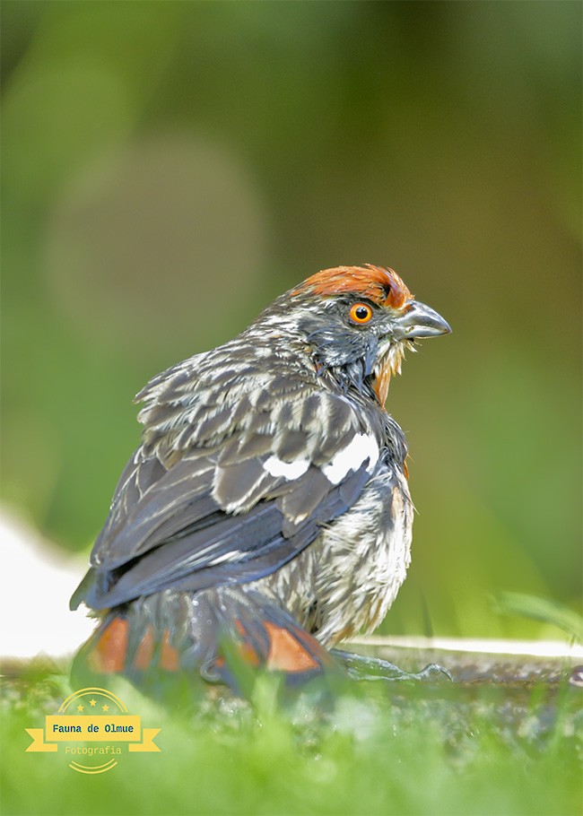 Rufous-tailed Plantcutter - ML625814294