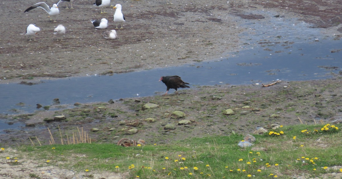 Turkey Vulture (South Temperate) - ML625814317