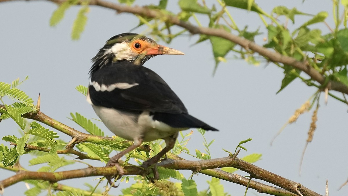 Indian Pied Starling - ML625814331