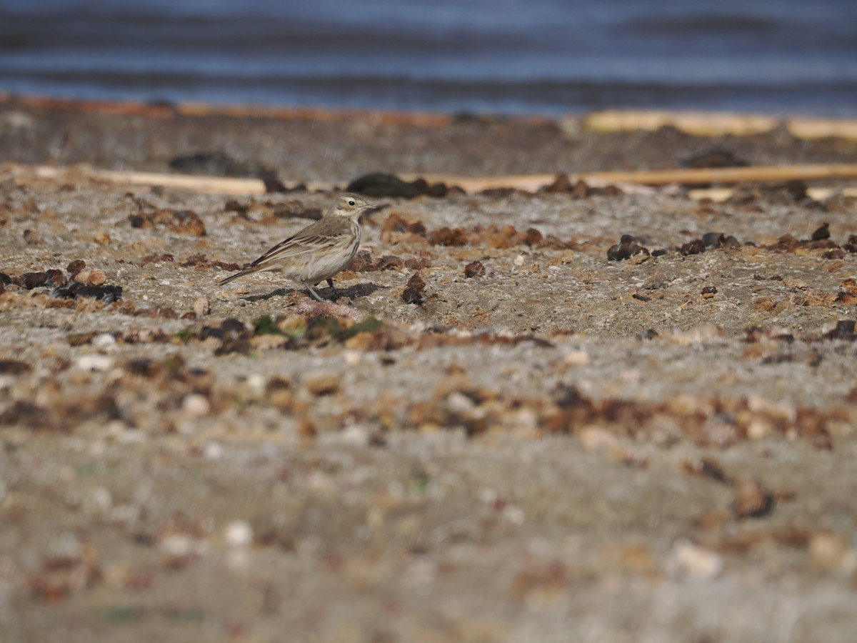 American Pipit - ML625814881