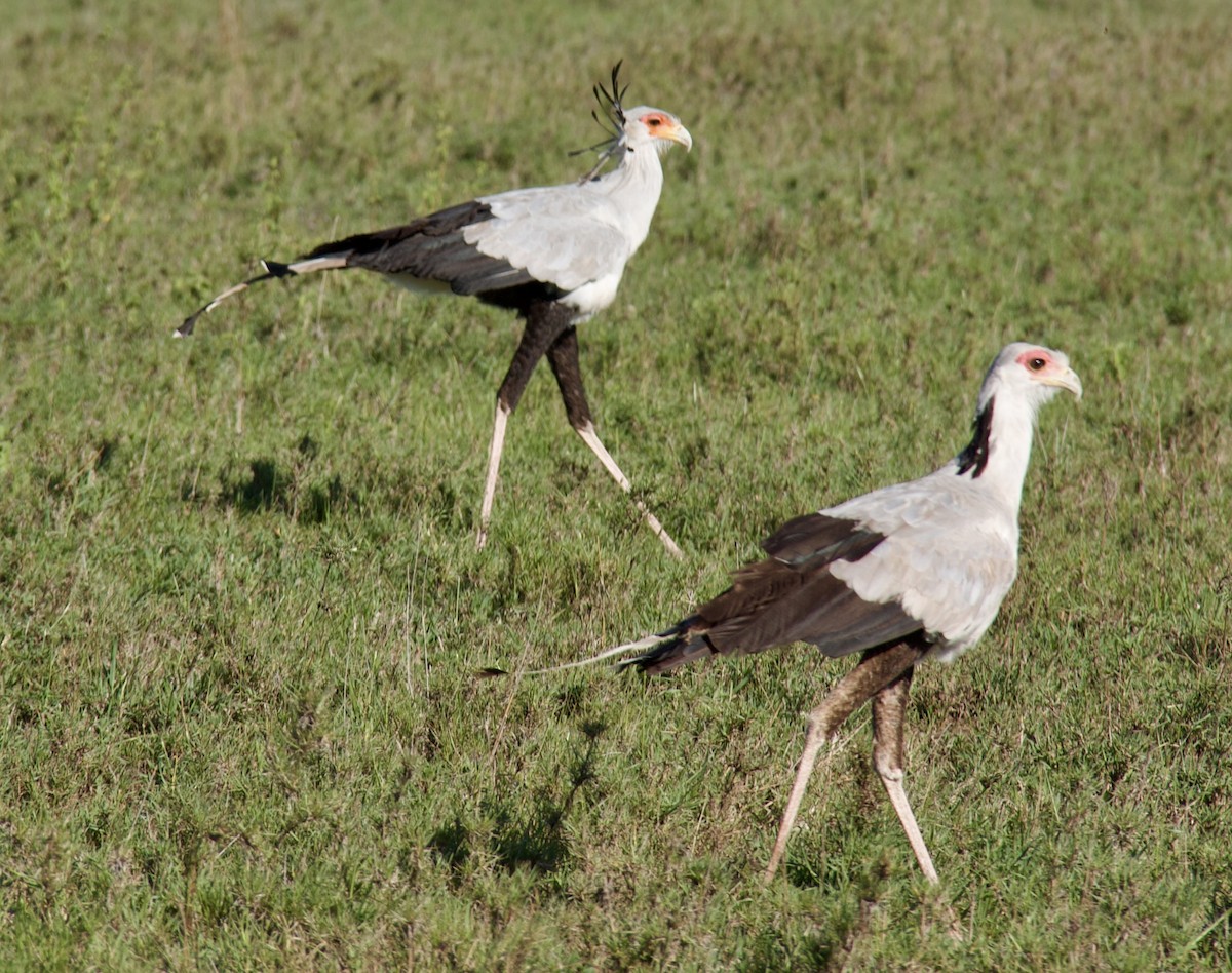 Secretarybird - ML625815073